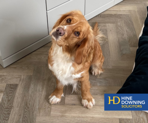 Darcy the Hine Downing clumber-cocker spaniel